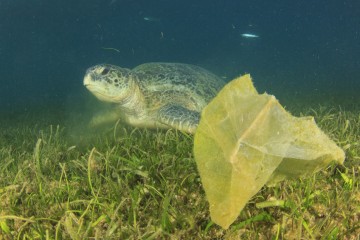 Sea Turtles Dying from Entanglement With Plastic Rubbish